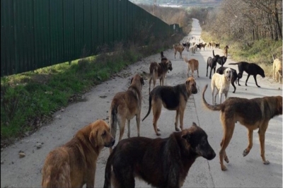 “Dünya Gücü”yüz Ya, Başımız Sokak Köpekleriyle Belada!