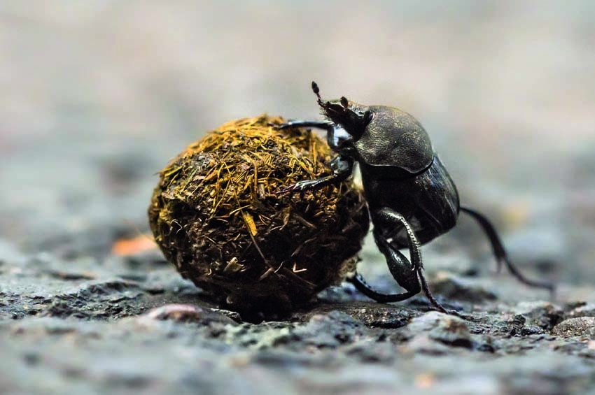 Karınca ve Bok Böceği