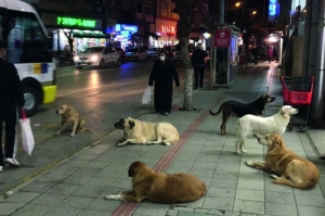 Sokak Köpekleri Mevzuunda: Terkip Şuuru